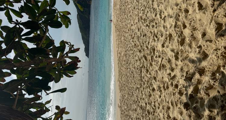 Playa de arena dorada con agua turquesa vista desde debajo de las ramas de un árbol frondoso.