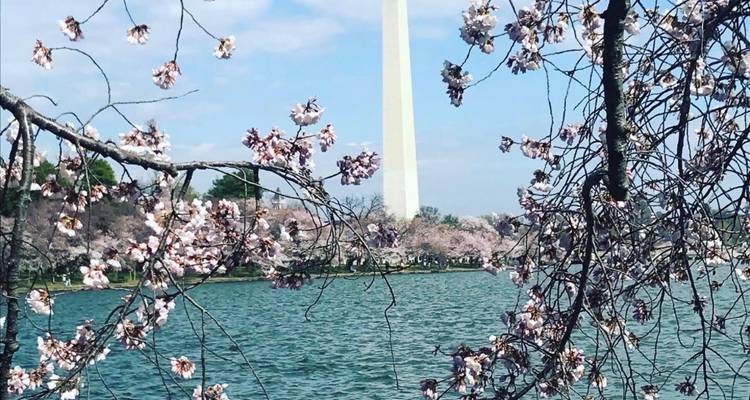 Les fleurs de cerisier encadrent le Monument de Washington au-dessus d'une eau ondulante lors d'une belle journée de printemps.
