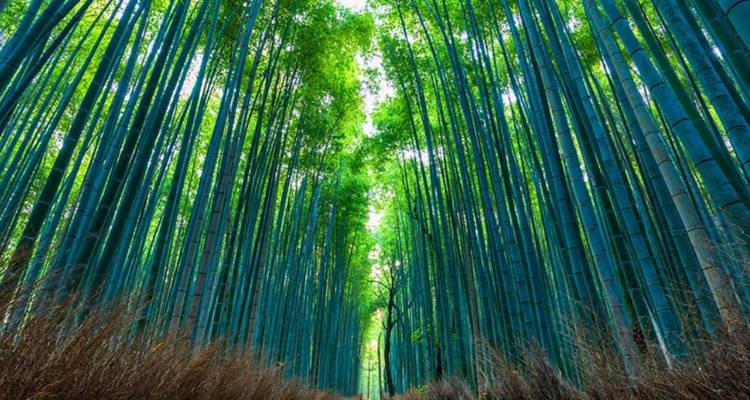 Aufragende grüne Bambusstäbe bilden einen natürlichen Tunnel im Arashiyama-Bambuswald.