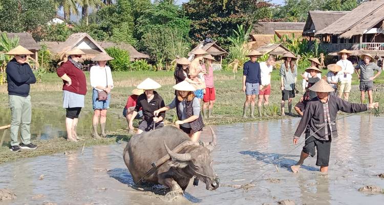 Des voyageurs portant des chapeaux coniques guident un buffle d'eau à travers un champ de riz boueux lors d'une activité agricole pratique.