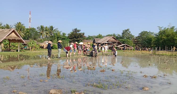 Plan large d'un groupe important de visiteurs se tenant jusqu'aux chevilles dans une rizière inondée entourée de huttes rurales et de palmiers.