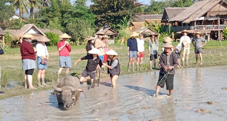 Les visiteurs interagissent étroitement avec un buffle d'eau tout en apprenant les techniques traditionnelles de culture du riz au Laos.
