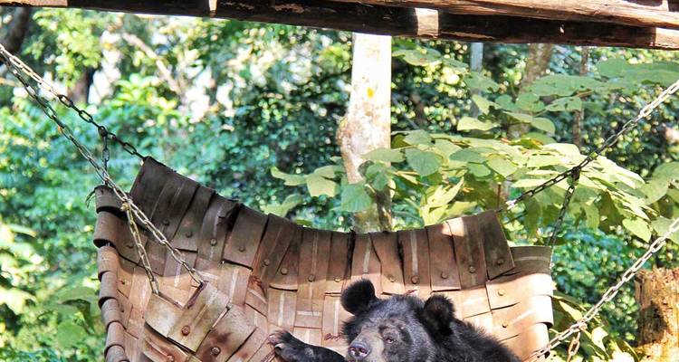 Un ours noir secouru se détend dans un hamac en bambou suspendu au sein d'un sanctuaire forestier luxuriant.