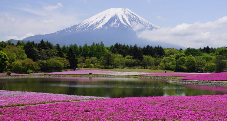 Glänzendes rosa Shibazakura-Moosbeet, das sich in einem Teich spiegelt, mit dem Fujisan, der dahinter aufragt.