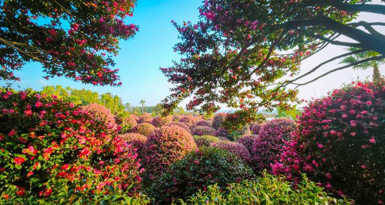 Jardin luxuriant rempli d'arbustes de camélias roses en fleur sous un ciel dégagé.