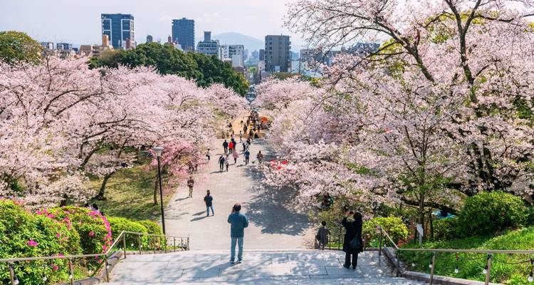 Pedestrians enjoy a broad park walkway framed by blooming cherry trees in the city.