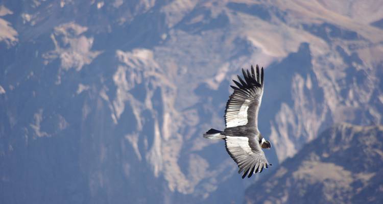 Ein Andenkondor gleitet vor zerklüfteten Canyonklippen dahin.