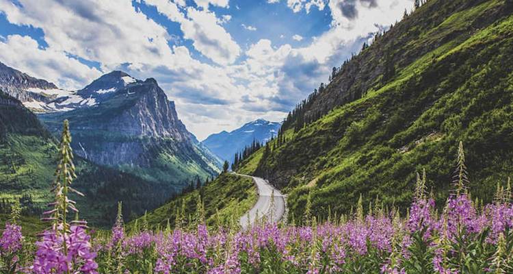 Des fleurs sauvages encadrent une route de montagne sinueuse sous des pics enneigés spectaculaires et un ciel bleu.