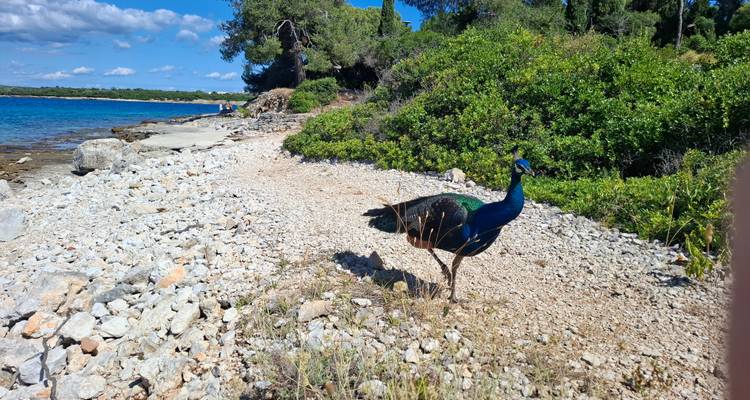 Paon vibrant debout sur un sentier côtier rocheux avec la mer bleue et la verdure en arrière-plan