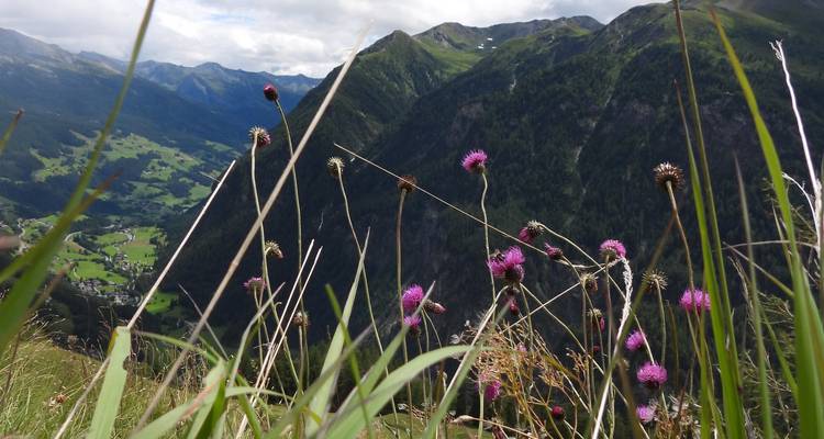 Les chardons pourpres au premier plan avec un panorama de vallée montagnarde en arrière-plan.