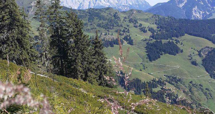 Paysage alpin panoramique avec des pentes herbeuses, des arbres à feuillage persistant et des pics rocheux saupoudrés de neige sous un ciel bleu dégagé