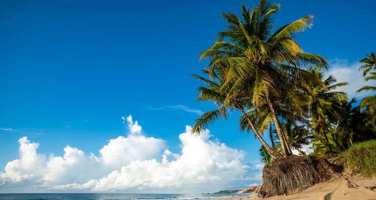 Escena de playa tropical con altas palmeras inclinadas contra un cielo azul brillante y nubes esponjosas.
