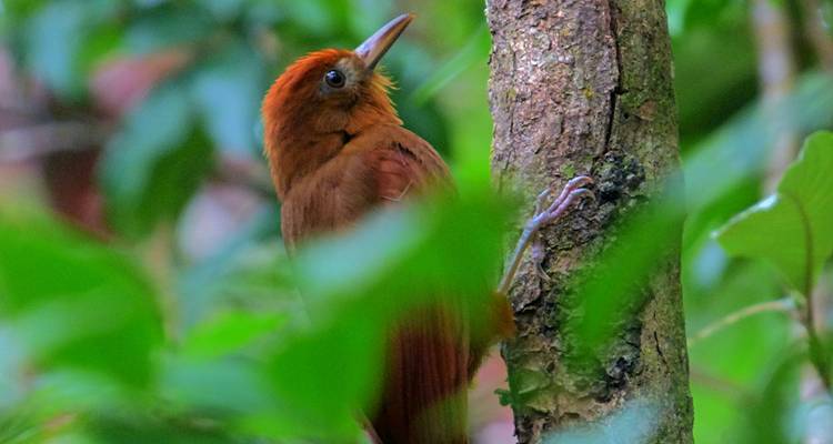 Un pájaro color herrumbre posado en un tronco de árbol cubierto de musgo dentro del denso follaje de la selva.