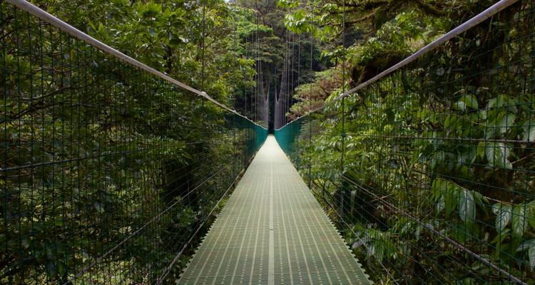 Largo puente colgante que desaparece en la exuberante vegetación de la selva nublada.