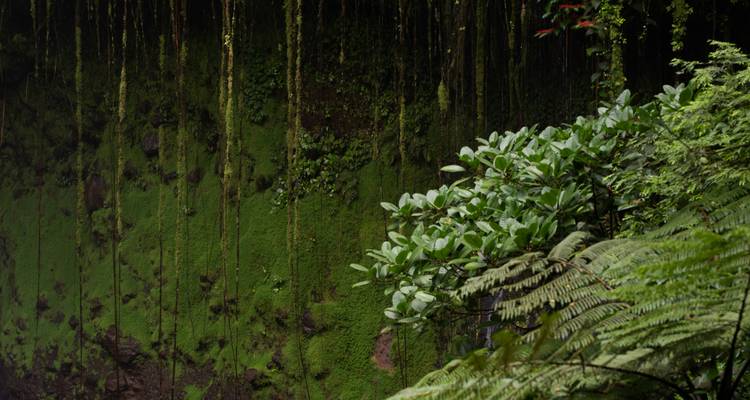 Pared de acantilado vertical cubierta de musgo y colgando con enredaderas en una selva tropical húmeda.