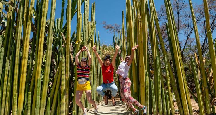 Trois amis sautent entre les imposantes colonnes de cactus dans un jardin botanique désertique.