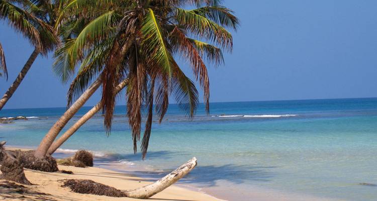 Plage caribéenne tranquille avec des cocotiers penchés et une eau turquoise cristalline.