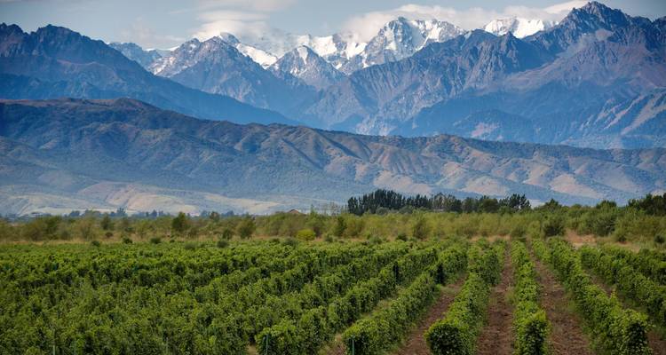 Los viñedos verdes se extienden hacia los Andes nevados bajo un cielo brillante cerca de Mendoza.