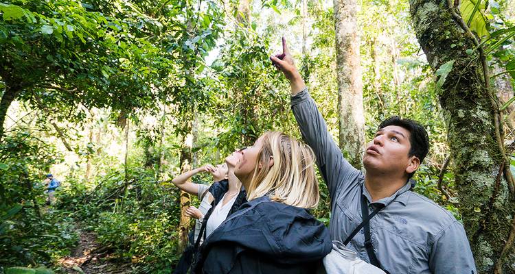 Los viajeros en una selva tropical densa señalan hacia arriba, buscando vida silvestre en el dosel.