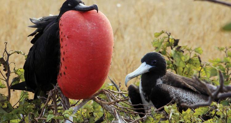 Un fragata macho con la bolsa roja inflada corteja a una hembra cercana en un arbusto.