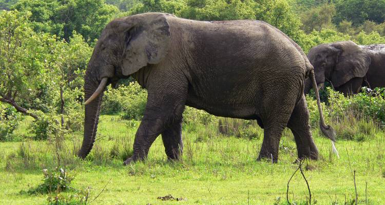 Large African elephant walks through grassy savanna with dense green trees behind.