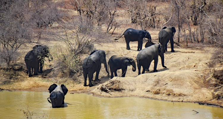Herd of elephants gather near a watering hole in a dry savanna landscape.