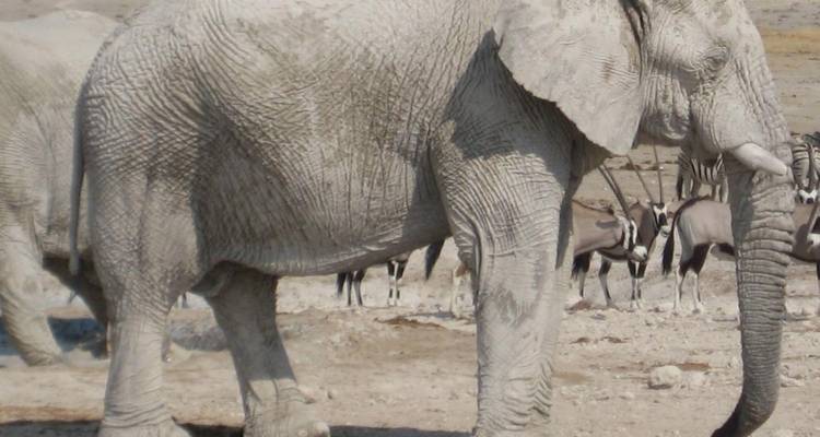 Close-up of an elephant with oryx in the background.