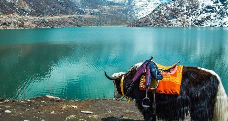 Un yak ensillado está de pie junto a un vívido lago alpino de color turquesa respaldado por montañas nevadas.