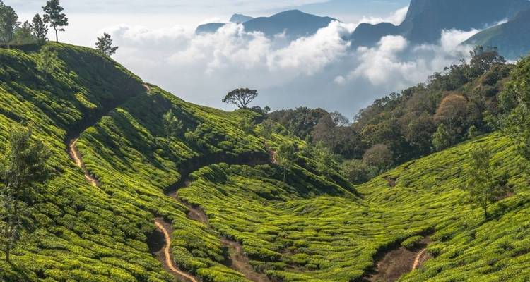 Las plantaciones de té verde ondulante se entrelazan a lo largo de las laderas empinadas bajo nubes flotantes.