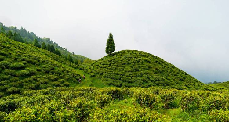 Los arbustos de té cuidadosamente podados forman una colina redondeada con un árbol solitario en la cima contra un cielo gris.