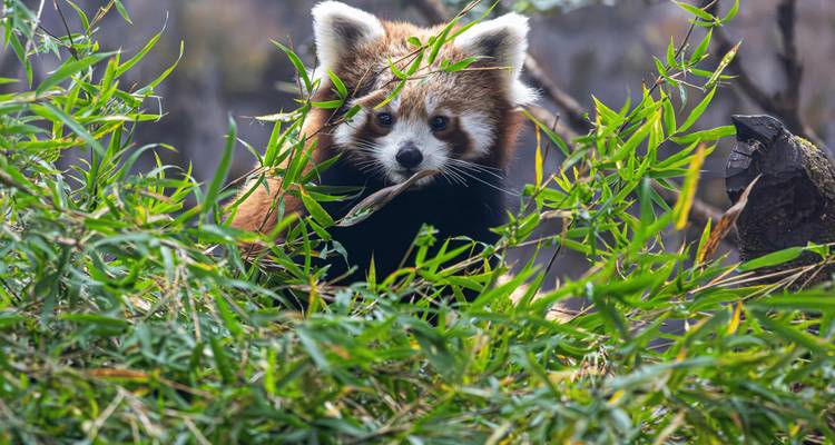 Un curioso panda rojo asoma entre hojas de bambú verde en un entorno de bosque.