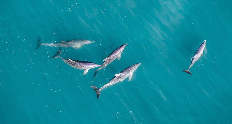 Vista aérea de un pequeño grupo de delfines nadando a través de aguas oceánicas turquesas y cristalinas.