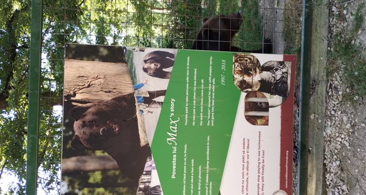 Panneau d'information concernant un ours secouru derrière une clôture grillagée dans un sanctuaire forestier.