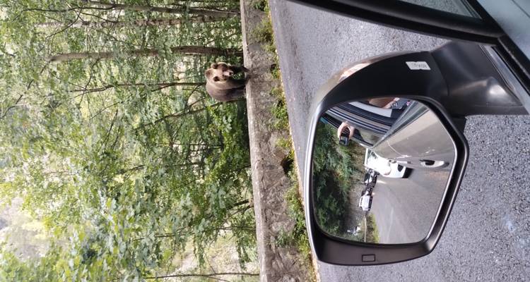 Un ours brun sauvage se tenant debout sur un mur en bordure de route, observé par le rétroviseur d'une voiture avec le trafic à l'arrière.