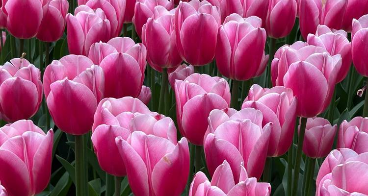 Field of vibrant pink tulips with dew-tipped petals