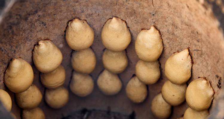 Dough rounds baking on the walls of a traditional clay tandoor oven.