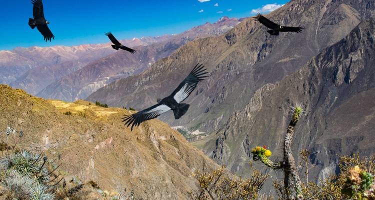 Andenkondore segeln über die dramatische Colca-Schlucht mit Kaktus im Vordergrund