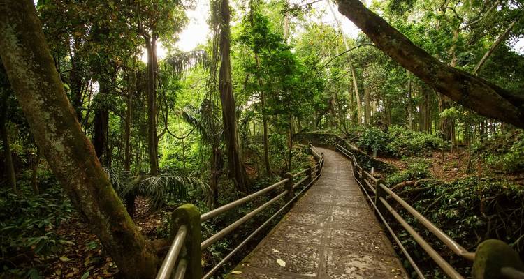 Passerelle surélevée traversant une dense forêt tropicale humide avec un feuillage vert luxuriant de part et d'autre.
