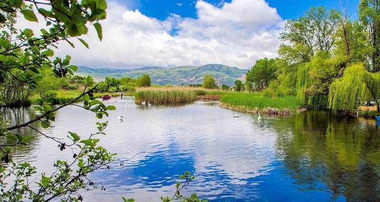 Lago tranquilo de humedal con cisnes, juncos y colinas verdes a lo lejos bajo cielos parcialmente nublados