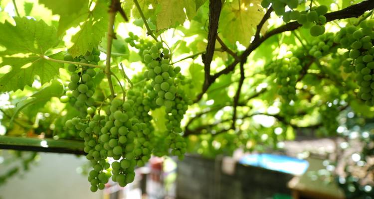 Gros plan de grappes de raisins verts frais suspendues à des vignes éclairées par le soleil.