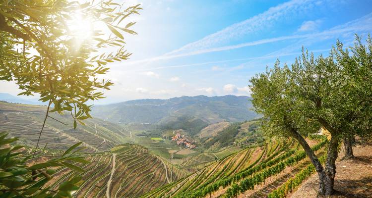 Sonnendurchflutete Olivenzweige rahmen die weitläufigen Terrassenweinberge des Douro-Tals ein