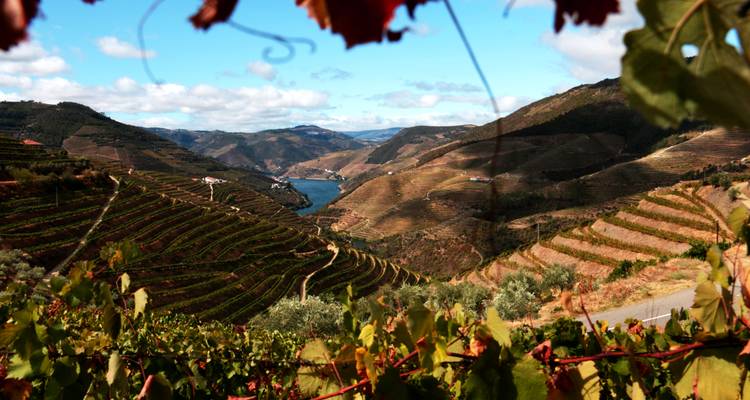 Herbstliche Weinbergterrassen überblicken einen sich windenden Fluss zwischen sanften Hügeln des Douro