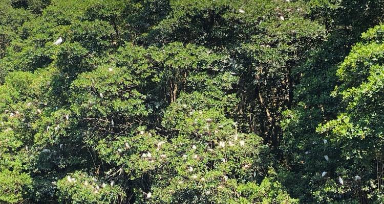 Canopée de mangrove dense parsemée de dizaines d'oiseaux blancs perchés parmi le feuillage.