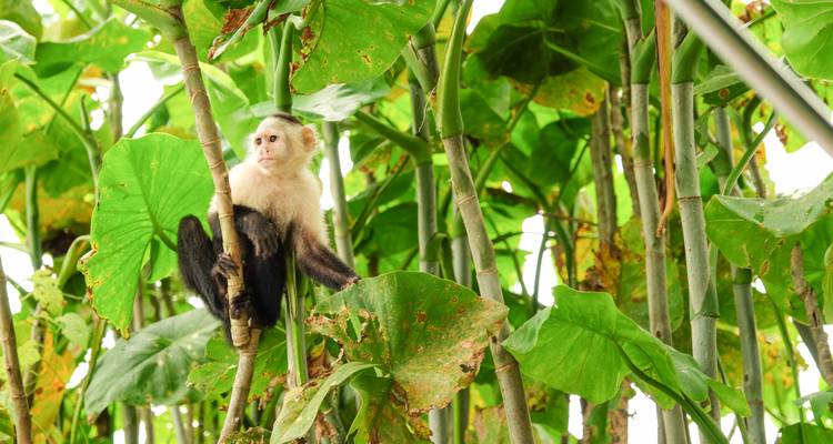 Witgezicht kapucijnaap zittend op weelderige groene jungle-stengels.