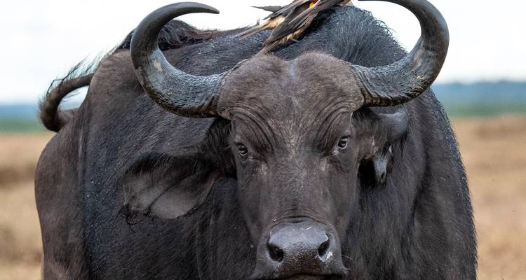 Poderoso búfalo africano con cuernos curvados llevando un pájaro picabueyes en la cabeza.