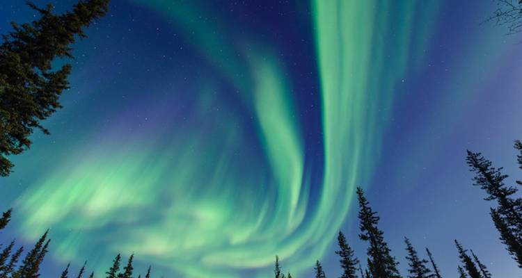 Des rideaux d'aurores boréales d'un vert éclatant qui tourbillonnent dans un ciel nocturne hivernal rempli d'étoiles au-dessus des silhouettes sombres d'épicéas.