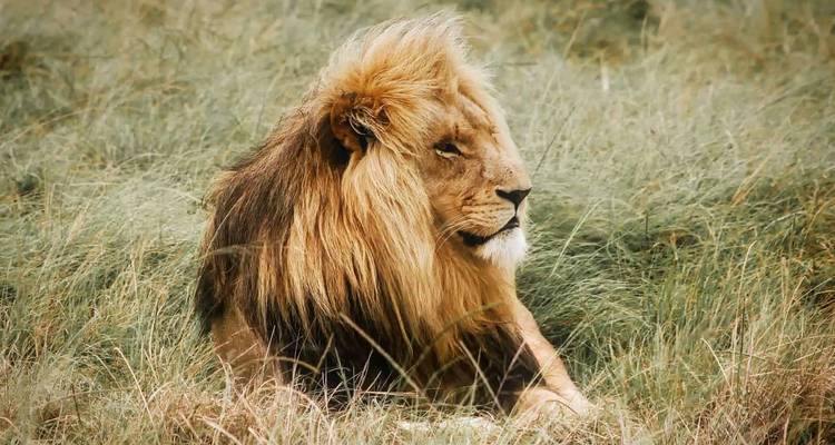 Un majestueux lion mâle se repose dans l'herbe dorée et haute, regardant à travers la savane.