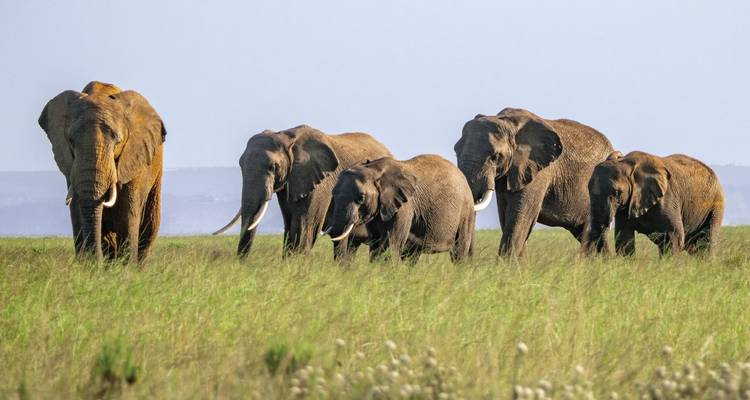 Troupeau de cinq éléphants aux longues défenses marchant dans l'herbe haute sur les plaines ouvertes.