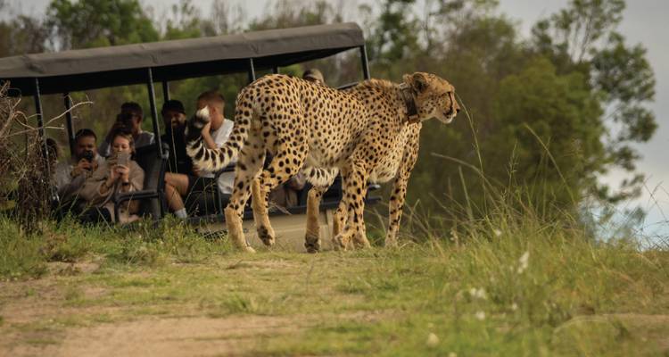 Un véhicule de safari ouvert transportant des touristes observe deux guépards en position d'alerte dans une région herbeuse et broussailleuse.