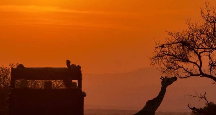 Les silhouettes d'une girafe et d'un véhicule de safari se détachent contre un ciel de coucher de soleil d'un orange éclatant.